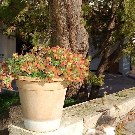 Frühstückspension Le Cicale Vieste