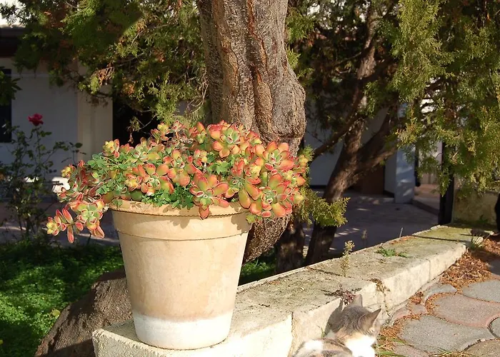 Couette-café Le Cicale Vieste